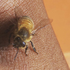 Flight of the Humblebee (2016)