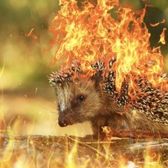 Burning Hedgehog 2021