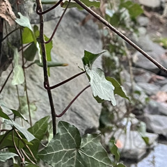 pasture w/ plek (prod. dshi)