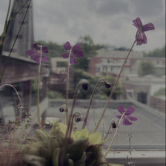 outside my window - disquiet700