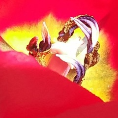 Crown Ft - C. Wayne  (Prod. Sensei Xero)