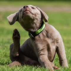 Itches need Scratches