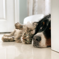 Serene Lofi Sounds for Calming Pets