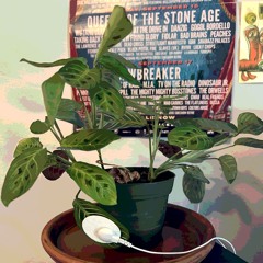 C Major Aleatoric #1: Prayer Plant 5/17/24 (afternoon)