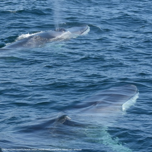 Turns Out the World’s Second-Largest Animal is Found Off the Big Apple All Year Round