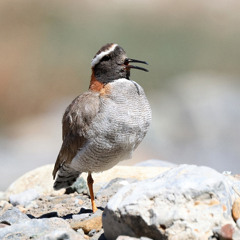 Diademed Sandpiper-plover_El Yeso valley_19November2025_Dave Pullan_1032