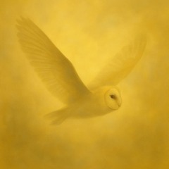 FDD514 – Wings of Silence