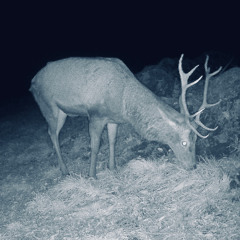 mountain session 125