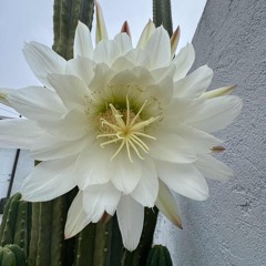 Aphex Twin - Aisatsana [102] (guitar cover)