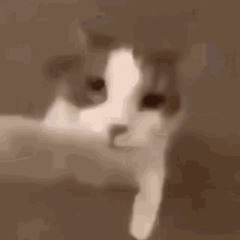 Go Kitty