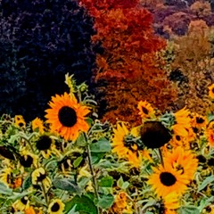 sunflowers