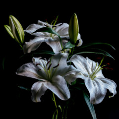 VESELKA Premiere | Lakej - Functioning [Platz für Tanz]