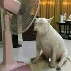 codelasa triple receta archivada