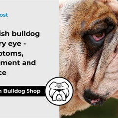 Best Bulldog Cherry Eye Treatment Reviews