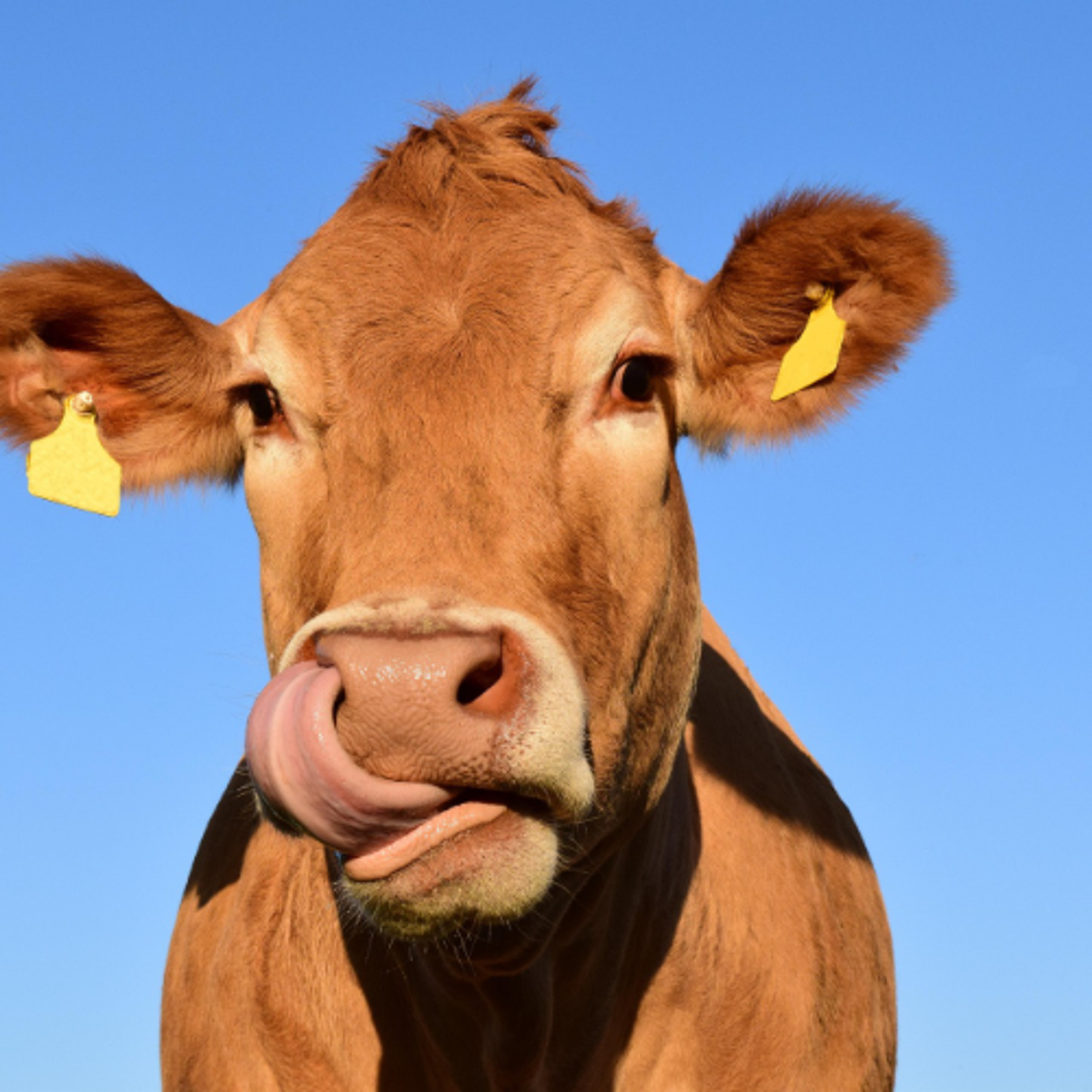 Drought and Feed Supply Concerns in BC Cattle Country episode artwork