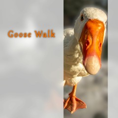Goose Walk