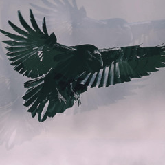 Ravens Black