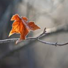 last leaf
