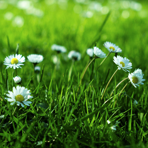 Bloom