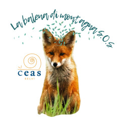 La saggia volpe - La Balena di montagna S.O.S