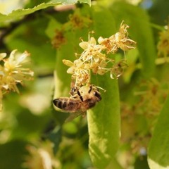 26 06 2024 Abeilles sous le tilleul