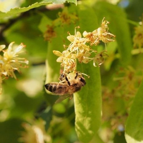 26 06 2024 Abeilles sous le tilleul