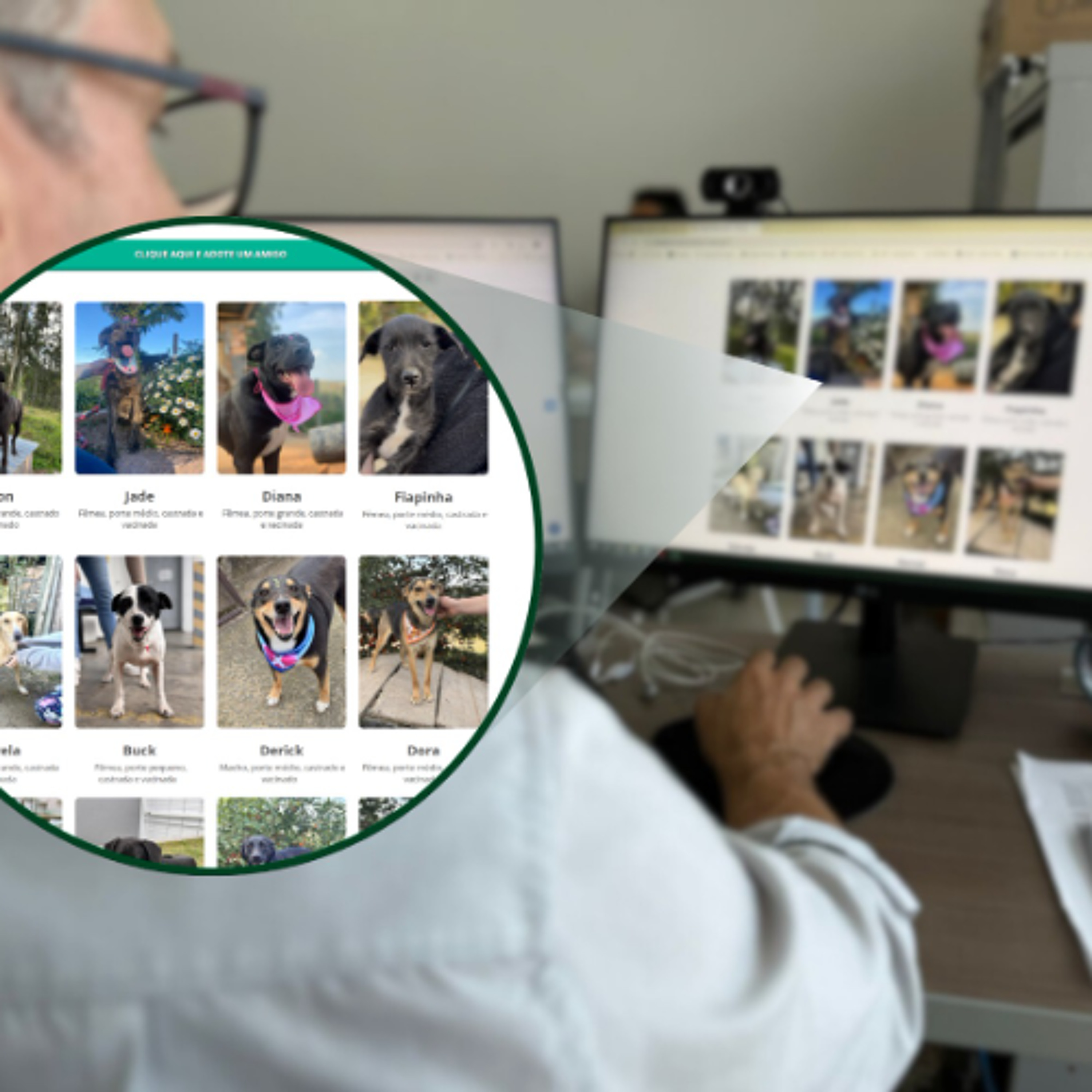 Prefeitura lança página de “Adoção Responsável” para incentivar novos lares a cães e gatos em São Ludgero episode artwork
