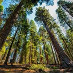 Fayz - Séquoia Drill