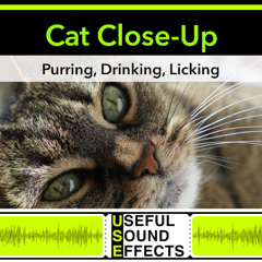 Cat Close-Up