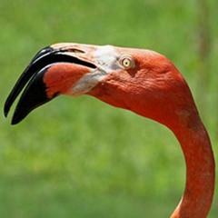 Flamingo Kero Kero Bonito (DnB chiptuneeee??????)