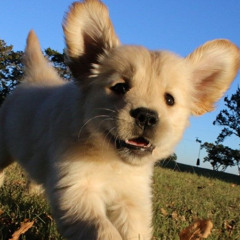 animaljamz2 puppywuppy set (sorta)