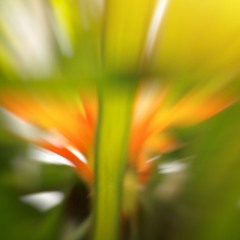 Hypnotic Flower - Heidi K & Jeamland