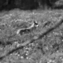 Wolf, nightjar and woodcock