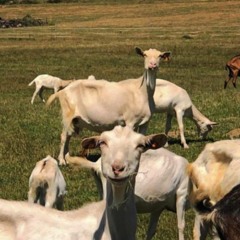 Ohmygoat