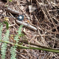 c-series+ 'ecoutic' adaptation