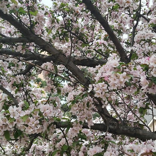 KOMBO - OFF THA LEASH SICK (Prod. p, justxrolo)