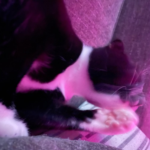 Tech House Trippy Bounce