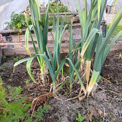 Gardening With Embark Week 21 - Corn, Pumpkins and Squash - May 26, 2025
