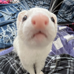 OffDaDome Freestyle (ft. batneye, Gi$EIY W3IIY)