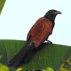 Greater Coucal (Centropus sinensis)