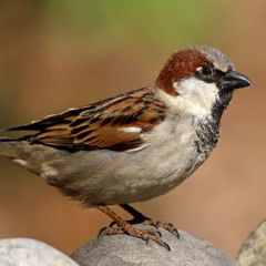 song of sparrow