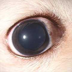 Ellie's Eye (Intro, Ultrasonic, Eyes, Credit)