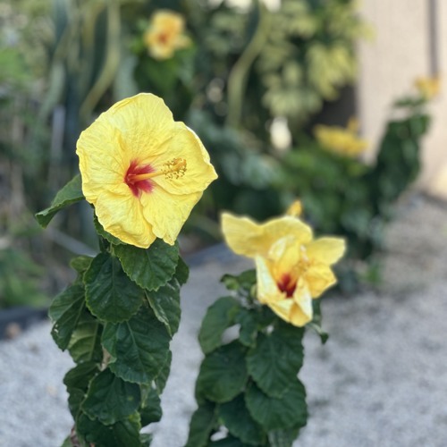 Remove the Stone (Lazarus)