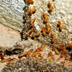 What is the importance of termite inspection for new home buyers?
