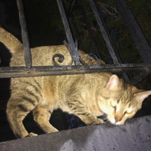 кошка (prod. boris the god!)
