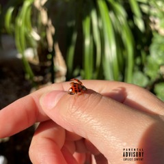 starchy prod. hdave