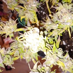 KILLADUB VIP feat Kaslex