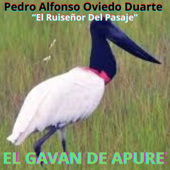 El Gavan De Apure