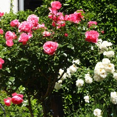 Rosegarden