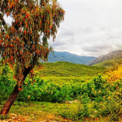 Javed Amirkhail- Pa loi Afghanistan ki 🇦🇫